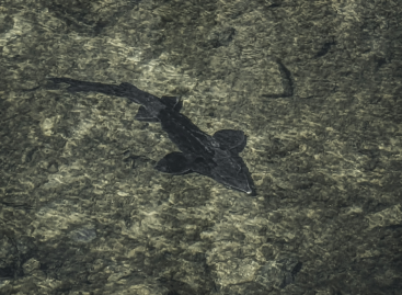 Protected sterlet named fish of the year 2026 in Hungary