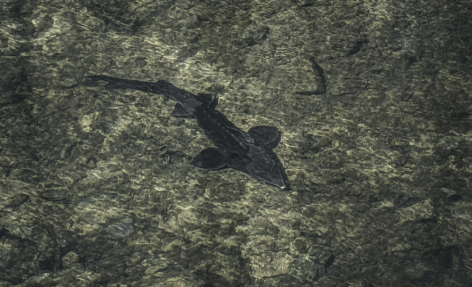 A védett vágótok lett az Év hala 2026-ban