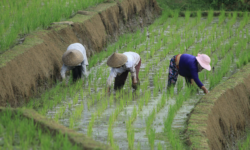 FAO food price index fell further in December