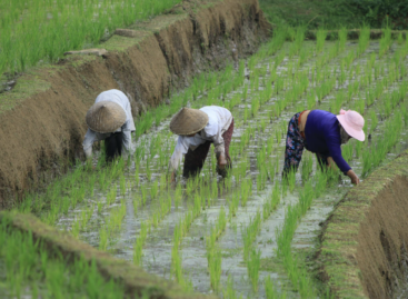 Tovább zuhant decemberben a FAO élelmiszerár-indexe