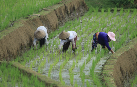 FAO food price index fell further in December