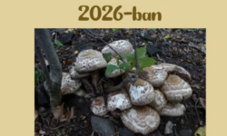 Csoportos csiperke lett Magyarország Év Gombája 2026-ban