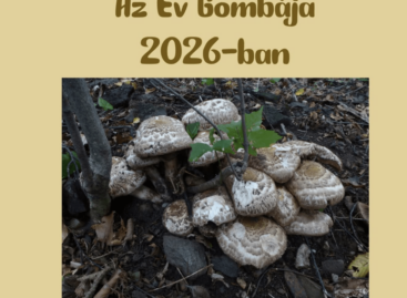 Csoportos csiperke lett Magyarország Év Gombája 2026-ban