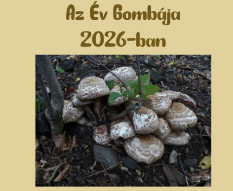 Clustered Agaricus Named Hungary’s Mushroom of the Year for 2026