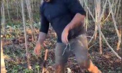 (HU) Érdekel, mi az a manióka? – A nap videója