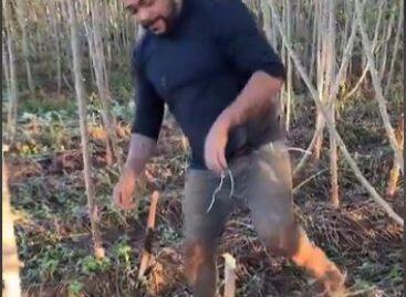 (HU) Érdekel, mi az a manióka? – A nap videója