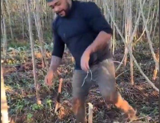 (HU) Érdekel, mi az a manióka? – A nap videója