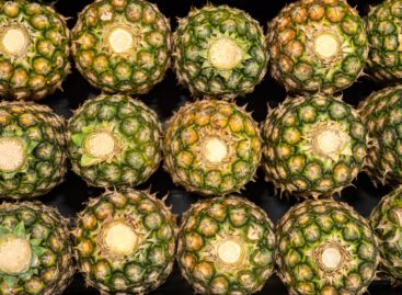 A PENNY Magyarország elsőként vezeti be itthon a korona nélküli ananász forgalmazását