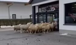 50 birka kalandja a diszkontáruházban – A nap videója