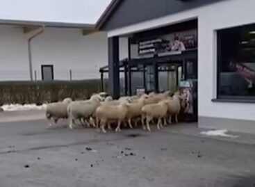 (HU) 50 birka kalandja a diszkontáruházban – A nap videója