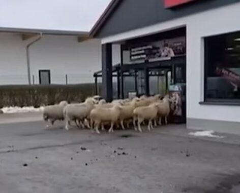 50 birka kalandja a diszkontáruházban – A nap videója