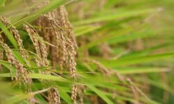 Változnak a rizstermesztés szabályai