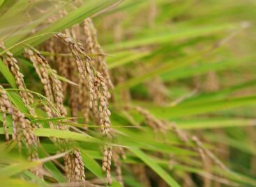 Változnak a rizstermesztés szabályai