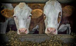 Új késztápkeverő üzemet épít a Sano Csémen