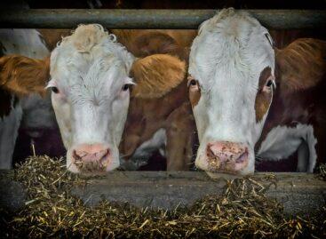 Sano builds new ready-to-eat feed mixing plant in Csém