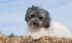 Gazdálkodói segítség a menhelyeknek