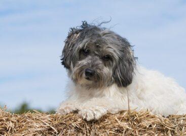 Gazdálkodói segítség a menhelyeknek