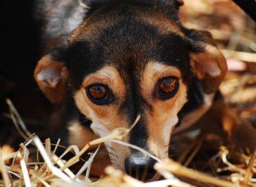 Az állatvédelem mindannyiunk közös ügye