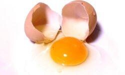 Megduplázódott a friss tojás kivitele 2025-ben