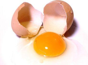 Fresh egg exports doubled in 2025