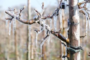 Az agrártárca támogatja a fagykárt szenvedett ültetvények cseréjét
