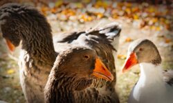 Nébih: Békés vármegye két báromfitelepén is megjelent a madárinfluenza