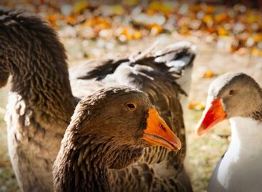 Nébih: Békés vármegye két báromfitelepén is megjelent a madárinfluenza