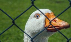 Bird flu has also appeared in Nógrád County