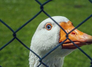 Nógrád vármegyében is megjelent a madárinfluenza