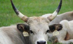 Hat őshonos állattartó telepet korszerűsít a Kiskunsági Nemzeti Park