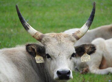 Hat őshonos állattartó telepet korszerűsít a Kiskunsági Nemzeti Park