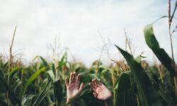 AM: Tax and administrative burdens for farmers to be reduced from January 1