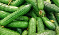 The price of snake cucumbers has soared: 1,400–1,700 HUF/kg on the wholesale market, up to 1,000–1,100 HUF/piece in stores