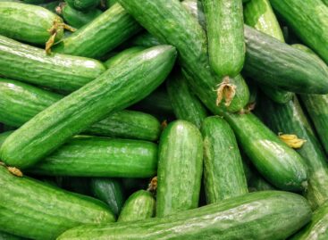 Megugrott a kígyóuborka ára: a nagybani piacon 1400–1700 Ft/kg, boltokban akár 1000–1100 Ft/darab