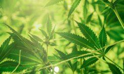 Új „szuperélelmiszerként” fut fel a kender: a kendermag és a kenderalapú termékek iránt nő az érdeklődés