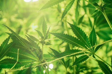 Új „szuperélelmiszerként” fut fel a kender: a kendermag és a kenderalapú termékek iránt nő az érdeklődés