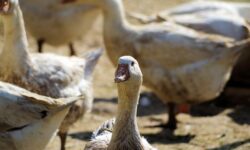 Jász-Nagykun-Szolnok vármegyében is megjelent a madárinfluenza