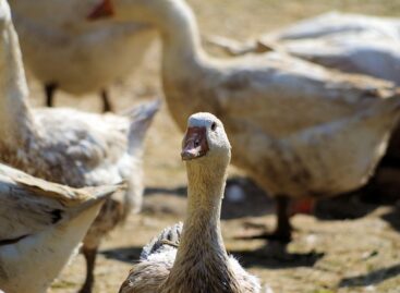Bird flu has also appeared in Jász-Nagykun-Szolnok County
