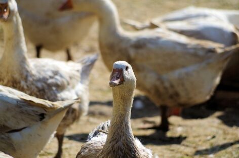 Jász-Nagykun-Szolnok vármegyében is megjelent a madárinfluenza
