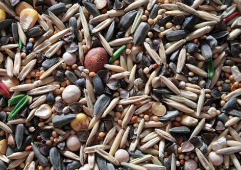 Innovative seed treatment solution being developed at the University of Szeged