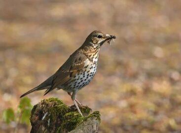 Az énekes rigó az év madara 2026-ban
