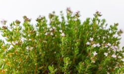 Garden thyme is the herb of the year in 2026