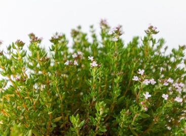 Garden thyme is the herb of the year in 2026