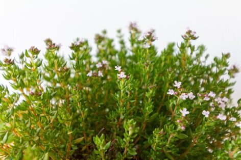 Garden thyme is the herb of the year in 2026