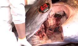 Az a bizonyos 3,2 milliós hal – A nap videója