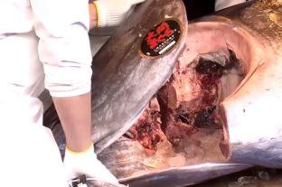 Az a bizonyos 3,2 milliós hal – A nap videója