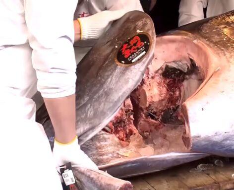 (HU) Az a bizonyos 3,2 milliós hal – A nap videója