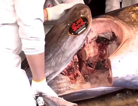 Az a bizonyos 3,2 milliós hal – A nap videója