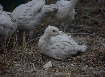 Újabb kitörés: ezúttal Békés vármegyei baromfitelepeken igazolódott a madárinfluenza