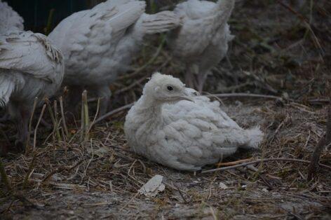 Another outbreak: this time bird flu confirmed on poultry farms in Békés County